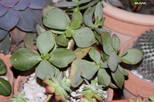 crassula